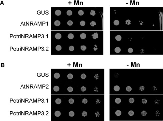 PotriNRAMP3.1 and PotriNRAMP3.2 encode functional Mn transporters. Functional complementation of smf1 (A) and smf2 (B) yeast mutants. Yeast cells expressing GUS (negative control), AtNRAMP1 (positive control), AtNRAMP2 (positive control), PotriNRAMP3.1, or PotriNRAMP3.2 were grown overnight. The cultures were diluted to ODs of 1–10−3 and spotted on synthetic dextrose -ura plates. Transformed smf1 (A) strains were grown on medium supplemented with 5 mM EGTA and 100 µM MnSO4 (+Mn) or with 5 mM EGTA without MnSO4 (–Mn). Transformed smf2 (B) strains were grown in medium supplemented with 10 mM EGTA and 100 µM MnSO4 (+Mn) or with 10 mM EGTA without MnSO4 (–Mn). The plates were incubated at 30°C for 5 days (smf1) or 2 days (smf2) before photography. White lines indicate cropping.