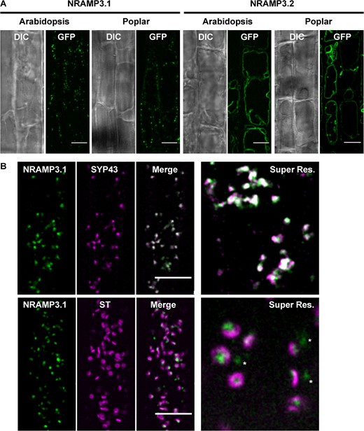 PotriNRAMP3.1 localizes to the TGN while PotriNRAMP3.2 localizes to the vacuolar membrane. (A) GFP translational fusions of PotriNRAMP3.1 and PotriNRAMP3.2 were imaged in vacuolar planes by spinning disk confocal microscopy in root epidermal cells (early elongation zone) of transgenic Arabidopsis T3 seedlings and poplar. NRAMP3.1-GFP labels granular cytoplasmic structures at the cell periphery, in both Arabidopsis and Poplar. In contrast, NRAMP3.2-GFP is present on the vacuolar membrane. Transmitted-light (differential interference contrast, DIC) and fluorescence (GFP) acquisitions are shown. (B) Colocalization of PotriNRAMP3.1-GFP with the TGN marker mRFP-SYP43 (top panel) and juxtaposition of PotriNRAMP3.1-GFP with the trans-Golgi apparatus marker mRFP-ST (bottom panel) in root epidermal cells (early elongation zone) of Arabidopsis F1 seedlings. Translational fusions were imaged in the cortical planes by spinning disk confocal. Note how PotriNRAMP3.1-GFP fluorescence either faces the center of the toroidal structure of the trans-Golgi or is present as Golgi-independent structures (white asterisks). On the merged images the overlap of GFP (green) and mRFP (magenta) channels appears white. Scale bar: 10 µm. Super resolution acquisitions (Super Res.) are 10 µm wide.