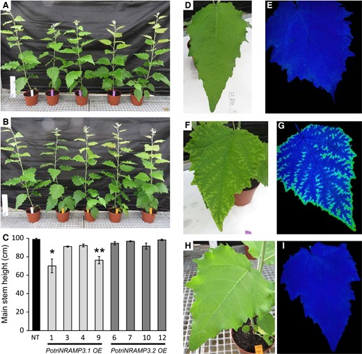 The ectopic overexpression of PotriNRAMP3.1 but not that of PotriNRAMP3.2 leads to phenotypic alterations in poplar. Overview of four independent transgenic poplar lines OE PotriNRAMP3.1-GFP (A, purple tags) or PotriNRAMP3.2-GFP (B, orange tags) along with NT control (A and B, white tag), 2 months after transfer from in vitro to soil. (C) Mean heights of poplar from the different genotypes. Error bars represent SE (n = 4–7 trees per genotype). Asterisks denote significant difference with respect to NT control according to a Mann–Whitney test (*P < 0.05, **P < 0.01). (D–I) Leaf phenotypes of representative trees. (D, E) NT control, (F, G) PotriNRAMP3.1-GFP line 9 (H, I), PotriNRAMP3.2-GFP line 12. (D, F, H) pictures; (E, G, I) PS II maximum quantum yield measured with imaging Pulse-Amplitude-Modulation. The dark tone indicates values of Fv/Fm around 0.75 close to the optimal value of 0.8, lighter tones indicate a lower value around 0.45. Relative PotriNRAMP3.1 and PotriNRAMP3.2 mRNA levels of OE lines are shown in supplementary figure S5, Supplementary Material online.