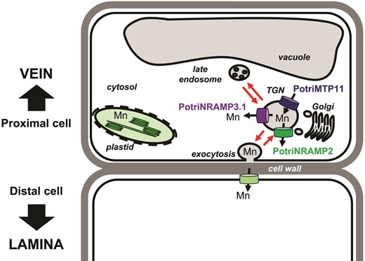 Working model to account of PotriNRAMP3.1 role in Mn transport from cell to cell. The model is based on the hypothesis that Mn moves through the transcellular pathway, being secreted in the apoplast via exocytosis by the cells proximal to the veins and taken up by the cells that are distal to the veins. According to this hypothesis, the transporters loading Mn (PotriMTP11) or unloading Mn (PotriNRAMP3.1 as well as PotriNRAMP2 assuming function conservation with Arabidopsis AtNRAMP2) from the secretory pathway would determine the amount of Mn made available by proximal cells for uptake by distal cells. In this context, efficient removal of Mn from the secretory pathway in the proximal cells by PotriNRAMP3.1 overexpression would limit Mn availability for the distal cell.