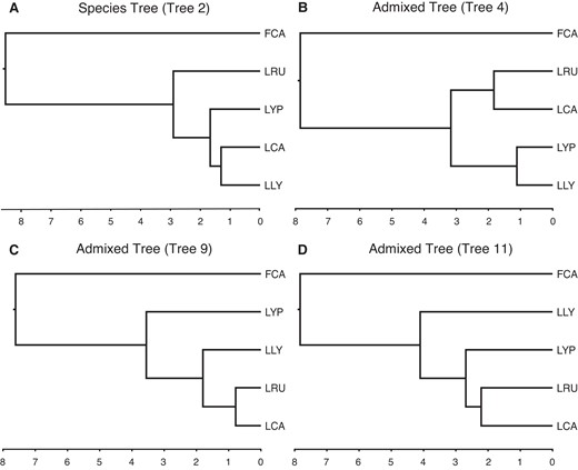 Time trees of the Lynx species tree (A) and Canada lynx-bobcat admixed topologies (B–D) with the Domestic Cat as the outgroup. Admixed trees (trees 4, 9, and 11) represent tree topologies consistent with the hypothesis of Canada lynx-bobcat hybridization. Domestic cat (FCA), Canada lynx (LCA), Eurasian lynx (LLY), Iberian lynx (LYP), Bobcat (LRU).