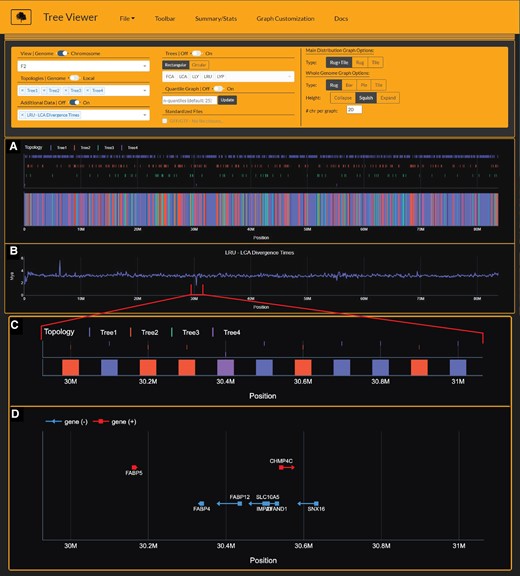 Tree Viewer interface depicting Lynx lineage phylogenetic signal (A), divergence time estimates (B), and zoomed-in view of Canada lynx-bobcat hybrid window (C) and underlying gene annotations (D) on chromosome F2. Divergence time estimates (time-2) are time estimates for branch 2 for each window's respective tree topology. Importantly, time-2 estimates for Tree4 (Canada lynx-bobcat hybrid topology) indicate estimates for the bobcat, reflecting significantly younger divergence times at window 30.4 Mb (B). In addition, gene annotations from window 30.4 Mb and adjacent regions (D) harbor the FABP gene family members involved in fatty acid take-up (Chmurzynska 2006).