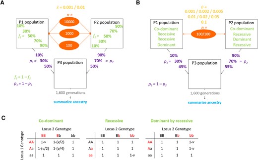Schematic representation of the models used in the simulations. Two source populations P1 and P2 are mixed in different proportions (p, admixture proportion) to form a third population P3 that evolves on its own. After 1,600 generations population P3 ancestry is analyzed to determine which one of P1 or P2 is the minority ancestry at the end of the simulations. (A) Model of directional selection where a certain number of positively selected variants (n, number of variants) is distributed between P1 and P2 populations in different proportions (f, fraction of beneficial variants). Variants’ selection coefficients are drawn from an exponential distribution with a predetermined mean value (s¯). (B) Model of pairwise incompatibility where the P1 population contains 100 fixed alleles each involved in a pairwise negative interaction with one of 100 alleles fixed within the P2 population. Each negative interaction reduces the fitness of the individual who carries it by a certain value (ν) drawn from an exponential distribution with a predetermined mean value (v¯). Three different models of dominance were simulated: co-dominant incompatibilities, recessive incompatibilities, and dominant-by-recessive incompatibilities (where either P1 or P2 contributes exclusively dominant incompatibility partner variants, and the other contributes only recessive variants). (C) Fitness effects of all potential two-locus genotypes are given for each incompatibility model investigated. Here, the variants that may experience an incompatibility are shown in red, while the universally compatible variants are in black.