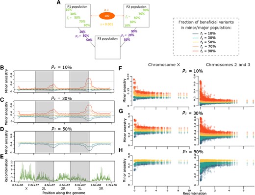 Directional selection can produce negative or positive correlations between recombination rate and minor population ancestry. (A) Depiction of the specific parameter space of directional selection presented in the following panels, in terms of admixture proportions (p) and beneficial variant fractions (f) for cases with 100 selected variants (n) with average s¯ = 0.001. The left graphs depict the average minor ancestry proportion (across 1,000 replicates) along the genome when p1 is: (B) 10%, (C) 30%, and (D) 50%. (E) Recombination rate (sex-averaged crossover frequency in cM/Mb) along the genome of Drosophila melanogaster. The right panels depict the relationship between minor ancestry proportion and recombination for the X chromosome and the autosomes when p1 is: (F) 10%, (G) 30%, and (H) 50%. Colors in B–D and F–H represent the fraction of beneficial variants in P1 (f1), as indicated on the right of A. All of the correlations shown in F–H are significant (P < 0.05) except for panel H’s X-linked f1 = f2 = 50% case (Supplementary figs. S3 and S4, Supplementary Material online).