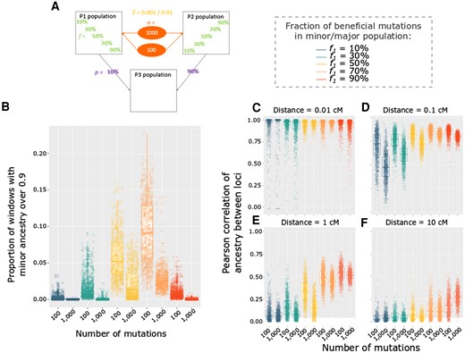 Differences between models of directional selection with the same level of selection genome-wide but different numbers of selected variants. (A) Depiction of the specific parameter space of directional selection presented in the following panels: models with either n = 100 variants and an average s¯ = 0.01, or n = 1,000 variants and an average s¯ = 0.001, were examined for different beneficial variant fractions (f1) for cases in which p1 = 10%. (B) Distribution among replicates of the proportion of genomic windows with minor ancestry above 0.9. Spatial correlations of ancestry along chromosomes, comparing between the same models as described above. Each point represents a replicate and measures of the Pearson correlation involving all 100 kb windows separated by a distance of: (C) 0.01 cM, (D) 0.1 cM, (E) 1 cM, and (F) 10 cM. Colors in C–F represent the fraction of beneficial variants contributed by P1 population (f1), as indicated on the right of A.