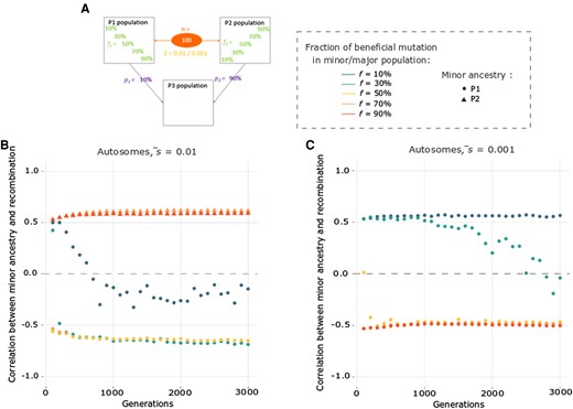 Correlation between minor ancestry and recombination is usually stable through time. (A) Depiction of the specific parameter space of directional selection for which we looked at the correlation between minor ancestry and recombination after different admixture times (every 100 generations from 100 to 3,000) in terms of admixture proportions (p1 = 10%), beneficial variant fractions (f1), number of selected variants (n = 100), and average selection coefficient (s¯ = 0.01 or s¯ = 0.001). (B and C) Correlation between minor ancestry and recombination for the autosomes, depending on the time since admixture when (B) s¯ = 0.01 and (C) s¯ = 0.001. Colors of the points represent the fraction of beneficial variants contributed by each source population and their shape denotes the minority ancestry at the end of the simulations, as indicated on the right of A. Corresponding X chromosome results are given in supplementary figure S6, Supplementary Material online.