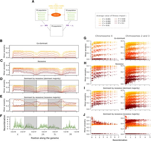 Incompatibilities usually generate positive correlations between recombination rate and minor population ancestry. (A) Depiction of the specific parameter space of the incompatibility presented in the following panels, for an admixture model in which p1 = 30%, and there are 100 pairs of incompatible variants (n). Results are shown for several mean fitness effects (v¯) and dominance scenarios. The left graphs depict the average minor ancestry proportion (across 1,000 replicates) along the genome when incompatibility fitness effects are: (B) co-dominant, (C) recessive, (D) dominant in the major population and recessive in the minor, or (E) recessive in the minor population and dominant in the major. (F) Recombination rate (sex-averaged crossover frequency in cM/Mb) along the genome of D. melanogaster. The right panels depict the relationship between minor ancestry proportion and recombination for the X chromosome and the autosomes when variants are: (G) co-dominant, (H) recessive, (I) dominant in the major population and recessive in the minor, or (J) recessive in the major population and dominant in the minor. Colors in B–D and F–H represent the mean fitness effect of incompatibilities, as indicated on the right of A.