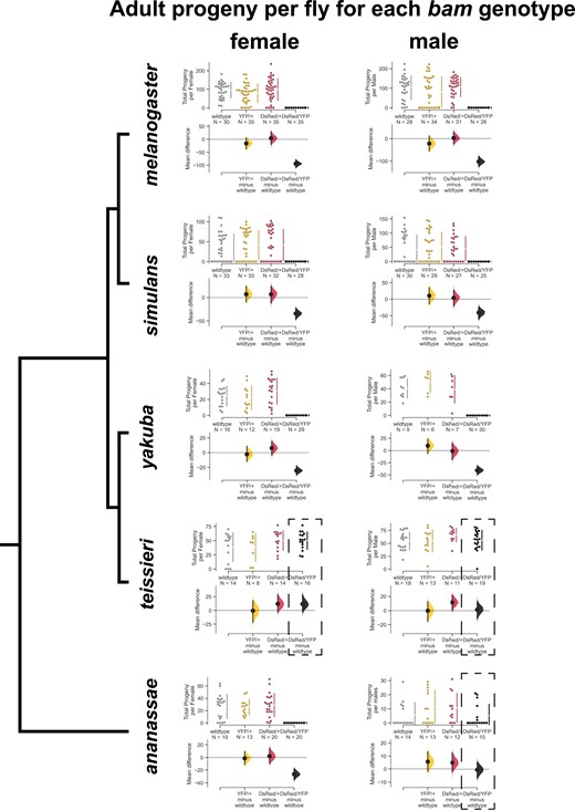 bam is necessary for female and male fertility in Drosophila melanogaster, Drosophila simulans, and Drosophila yakuba, but not for Drosophila ananassae males nor both Drosophila teissieri males and females. Swarm plots showing the total progeny per female or per male for each bam genotype and Cumming estimation plots showing the 95% confidence interval effect size. Dotted boxes show genotypes where the phenotype did not match that of D. melanogaster. For D. melanogaster, D. simulans, and D. yakuba, the bam null DsRed/YFP females and males were sterile (P < 0.0001, permutation test), and the heterozygous genotypes did not have a significant effect on fertility (P > 0.05, permutation test). For D. teissieri, the bam null DsRed/YFP females and males did not have significantly different fertility from wildtype, nor did the heterozygotes. For D. ananassae, the bam null DsRed/YFP females were sterile (P < 0.0001, permutation test), and the heterozygotes did not affect fertility. However, the bam null DsRed/YFP males were fertile and there was no significant difference between the null and heterozygotes and wildtype fertility (P > 0.05, permutation test).