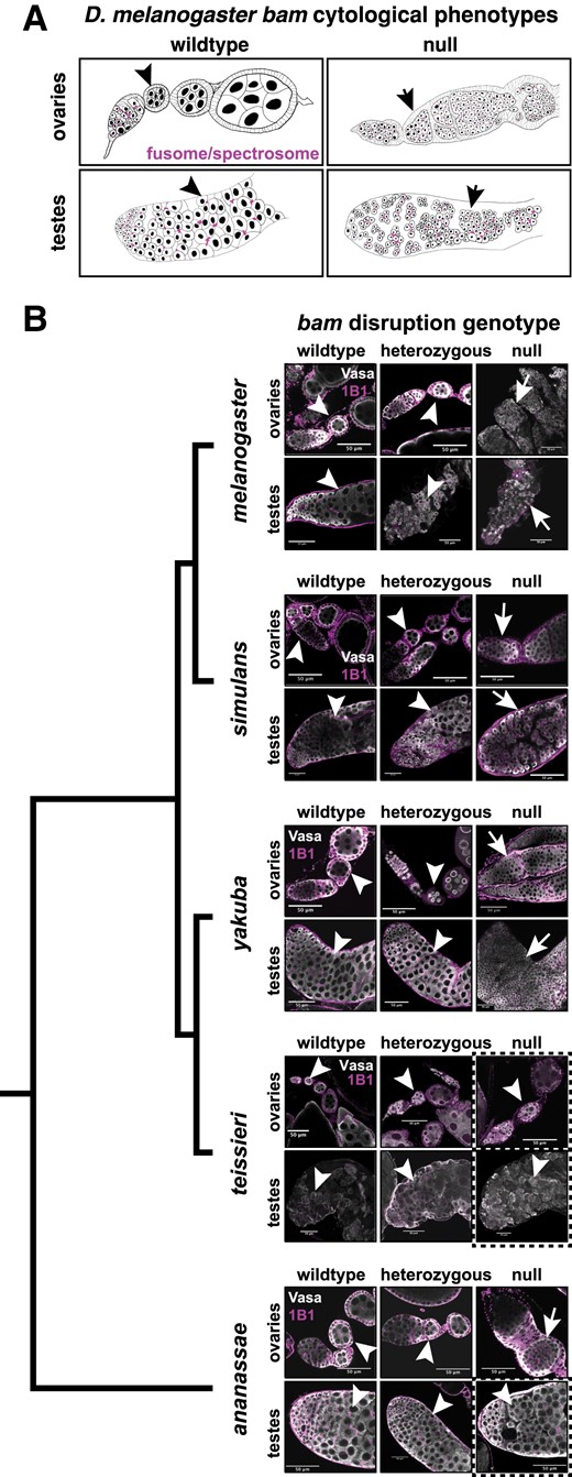 bam is necessary for female and male GSC differentiation in Drosophila melanogaster, Drosophila simulans, and Drosophila yakuba, but not for Drosophila ananassae males nor Drosophila teissieri males and females. (A) Schematics of ovaries and testes showing the bam wildtype and null cytological phenotypes in D. melanogaster. Wildtype bam ovaries exhibit developing egg chambers with differentiated nurse cells and testes exhibit large, differentiated spermatocytes. Null bam ovaries exhibit egg chambers filled with small GSC-like tumors that contain undeveloped fusomes and testes exhibit cysts filled with small over-proliferating spermatogonia. (B) Ovaries and testes from all five species of wildtype (bam+/bam+), heterozygous (YFP/+ or DsRed/+), and null (DsRed/YFP) bam genotypes. All tissues are labeled with antibodies to Vasa (germline) and Hts-1B1 (fusome). Dashed boxes indicate genotypes and tissue that are not consistent with the D. melanogaster phenotype. Ovaries and testes from all five species exhibit developing nurse cells or spermatocytes (respectively) for wildtype and heterozygous bam genotypes. We did not observe any tumorous cysts (arrowheads). Ovaries and testes from bam null D. melanogaster, D. simulans, and D. yakuba all exhibited cysts filled with GSC-like tumors (ovaries) or over-proliferating spermatogonia (testes) (arrows). The bam null ovaries exhibit undeveloped fusomes. D. ananassae bam null ovaries exhibited the tumorous egg chamber phenotype (arrow), however testes exhibited large developing spermatocytes (arrowhead) and we did not observe any tumors. The bam null D. teissieri ovaries and testes exhibited nurse cell positive egg chambers and developing spermatocytes (respectively) (arrowheads) and we did not observe any tumors.