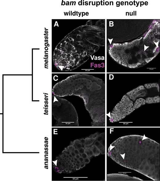 Loss of bam function in D. ananassae males shows ectopic expression of Fas3, a marker expressed in the hub, but not in Drosophila teissieri. All testes tissues are labeled with antibodies for Vasa (germline) and Fas3 (hub, arrowheads). Significance was assessed with a Fisher’s exact test comparing counts of testes with ectopic Fas3 expression between wildtype and bam null testes. (A) Drosophila melanogaster bam wildtype testes with Fas3 expression limited to the anterior tip of the testes hub (inset) and featuring large differentiating spermatogonia (Fas3 ectopic expression n = 0/13). (B) D. melanogaster bam null testes feature ectopic Fas3 expression and small over-proliferating spermatogonia (Fas3 ectopic expression n = 8/11, P < 0.000). (C) D. teissieri bam wildtype testes with Fas3 expression limited to the anterior tip of the testes (hub) and featuring large differentiating spermatogonia (Fas3 ectopic expression n = 0/20). (D) D. teissieri bam null testes with Fas3 expression limited to the anterior tip of the testes (hub) and large differentiating spermatogonia (Fas3 ectopic expression n = 0/16, P = 1). (E) Drosophila ananassae bam wildtype testes with Fas3 expression limited to the hub and featuring large differentiating spermatogonia (Fas3 ectopic expression n = 31). (F) D. ananassae bam null testes with ectopic Fas3 expression and large differentiating spermatogonia (Fas3 ectopic expression n = 19/27, P < 0.000).