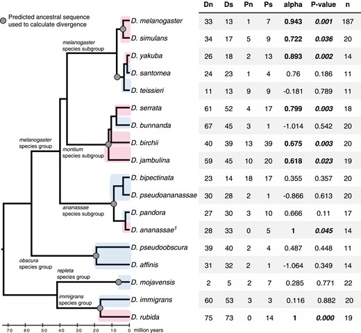 bam shows lineage-specific signals of positive selection scattered across the Drosophila genus. Cladogram of Drosophila species we sampled in this study. Lineages where we detect evidence of positive selection at bam with the MKT are D. melanogaster, D. simulans, D. yakuba, D. serrata, D. birchii, D. jambulina, D. ananassae, and D. rubida and are highlighted in pink. Lineages of which we could not reject neutrality with the MKT are D. teissieri, D. bunnanda, D. bipectinata, D. pseudoananassae, D. pandora, D. pseudoobscura, D. affinis, D. mojavensis, and D. immigrans and are highlighted in blue. The 2×2 table from the MKT is shown on the right (N = nonsynonymous, S = synonymous). Alpha is the proportion of nonsynonymous fixations predicted to be due to positive selection. P-value is from the χ2 test, n is the sample size. “1” indicates polymorphism data from Choi and Aquadro (2014).