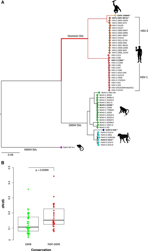 Selective patterns of primate simplexviruses. (A) A maximum-likelihood tree of the longest nonrecombining region of UL30 (encoding the DNA polymerase catalytic subunit) is drawn to exemplify the phylogenetic relationships among primate simplexviruses. (Strain information and GeneBank IDs are reported in supplementary table S1, Supplementary Material online.) The Saimiriine alphaherpesvirus 1 (GeneBank ID: NC_014567) was used as the outgroup, and the tree was constructed using PhyML (see Materials and Methods). Asterisks denote viruses that were included in the analysis of selective patterns of catarrhini-infecting simplexviruses. The hominin simplexvirus branch, which was specifically tested for episodic positive selection, is bolded. SV: simplexvirus (B) Comparison of dN/dS between core and noncore genes. The P value was calculated by the Wilcoxon Rank-Sum test.