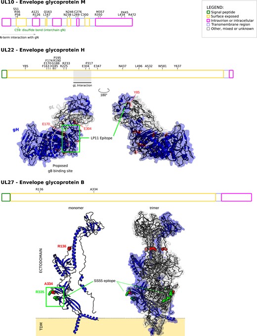 Positive selection in simplexvirus glycoproteins. Positively selected sites were mapped onto HSV-1 glycoproteins together with the location of functional domain/sites (gray). Topological features are color-coded according to the legend. For gH, positively selected sites were mapped onto the 3D structure of the gH-gL complex (PDB ID: 3m1c) (Chowdary et al. 2010). The location of the LP11 epitope and of the gB binding sites (dotted oval) are reported. The two views are rotated 180° around the vertical axis. For gB, positively selected sites were mapped onto the 3D structures of the gB monomer (PDB ID: 6bm8) (Cooper et al. 2018) and the trimeric gB complex. This latter was obtained by a structural imposition of the monomer, using the 2gum structure as scaffold (Heldwein et al. 2006). The location of the SS55 epitope is reported. Positions refer to the reference HSV-1 strain 17 (NC_001806).