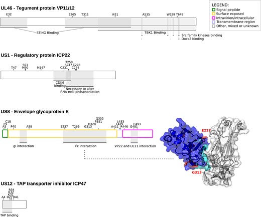 Positive selection in simplexvirus proteins involved in host immune system-escape. Proteins and positively selected sites are reported as in figure 2. For gE, the 3D structure of the complex with Fc (PDB ID:2gj7) is reported (Sprague et al. 2006). gE is represented in blue, with the Fc interaction surface in cyan. Positively selected sites are in red. Positions refer to the reference HSV-1 strain 17 (NC_001806).