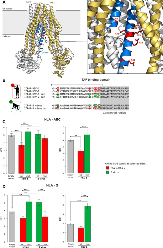 Functional characterization of positive selected sites of US12 (ICP47). (A) Ribbon representation of the 3D structure of ICP47 bound to the TAP transporter, which in turn is composed by two subunits, TAP1 and TAP2 (PDB ID: 5u1d) (Oldham et al. 2016). Positively selected sites are represented as red sticks in the enlargement. (B) Schematic view recapitulating the amino state of positively selected sites tested in our analyses. The positively selected sites are colored. Green represents the amino acid status observed in HSV-1/HSV-2, whereas red denotes the status in B virus. The same colors are also used for the barplots in (C) and (D). HLA-ABC (C) and HLA-G (D) expression at the cell surface. Jurkat cells were transfected with the ICP47 constructs and the amounts of total HLA-ABC or HLA-G antigen was quantified by cytofluorimetry after 48 hours. MFI bar plots represent the mean and standard deviation of four replicates. P values were calculated using ANOVA with Tukey’s post hoc tests (*P < 0.05; **P < 0.01; ***P < 0.001).