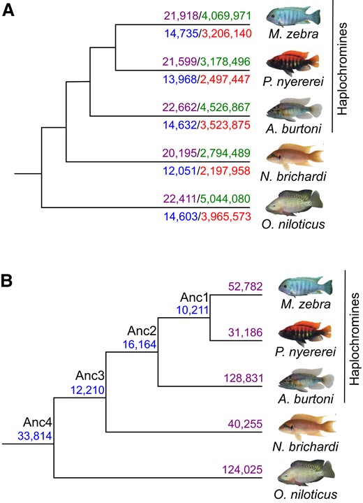 miRNA target prediction in five cichlid species. (A) Number of miRNA-binding sites predicted across 3′-UTR sequences in each species. Number of all input orthogroup 3′-UTR sequences for each species (purple numbers, above branch to left) and predicted miRNA-binding sites from TargetScan7 after filtering for low quality predictions (green numbers, above branch to right) are shown for each species above the branch. Number of 3′-UTR sequences across 18,799 co-expressed orthogroups for each species (blue numbers, below branch to left) and predicted miRNA-binding sites (red numbers, below branch to right) are shown for each species below the branch. (B) Number of common and unique miRNA-binding sites across 3′-UTR sequences of co-expressed orthogroups. Number of common miRNA target sites across 3′-UTR sequences of 18,799 co-expressed orthogroups are shown at ancestral nodes and unique binding sites in each species. Common and unique binding sites at each node are defined based on overlap of unique miRNA family and target gene edges between species (see supplementary information, Supplementary material online).