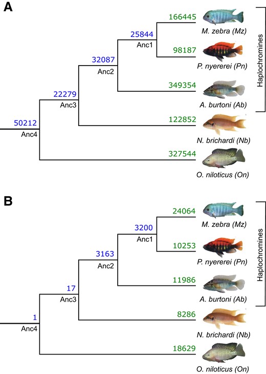 Evolution of miRNA-binding sites along the five cichlid phylogeny. Number of shared and non-shared target sites based on miRNA-binding site overlap in multiple 3′-UTR alignments are shown at ancestral nodes and branches for (A) same miRNA families and (B) different miRNA families.