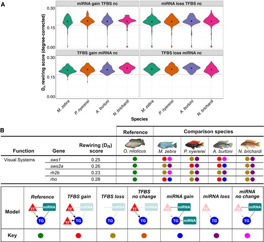 Binding site evolution in three-node motifs of cichlid genes and their association with rewiring events. (A) Different models of TFBS and miRNA-binding site evolution with associated rewiring rates of 1-to-1 orthogroups in four cichlids. Violin plots of 4/8 models of binding site evolution in each species (x-axis) with DyNet rewiring score of each 1-to-1 orthogroup as degree-corrected Dn score (y-axis). Red-dotted line demarcates a Dn score threshold of 0.17 (for rewired vs. low to nonrewired genes), which was set based on the mean Dn score for all orthogroups in our previous study (Mehta et al. 2021). The term “nc” refers to no change, and mean values are shown as internal asterisk. All statistics are included in supplementary table S5, Supplementary Material online and violin plots of other models in supplementary figure S11, Supplementary Material online. (B) Binding site evolution of four cichlid visual system genes. DyNet rewiring (Dn) score for all genes obtained from our previous study (Mehta et al. 2021). For the four comparison species, each gene model of TFBS and miRNA target site evolution in three-node motifs is calculated using the orthologous O. niloticus gene as a reference and demarcated as per the “model” and “key” in legend. All statistics are included in supplementary tables S4 and S5, Supplementary Material online.