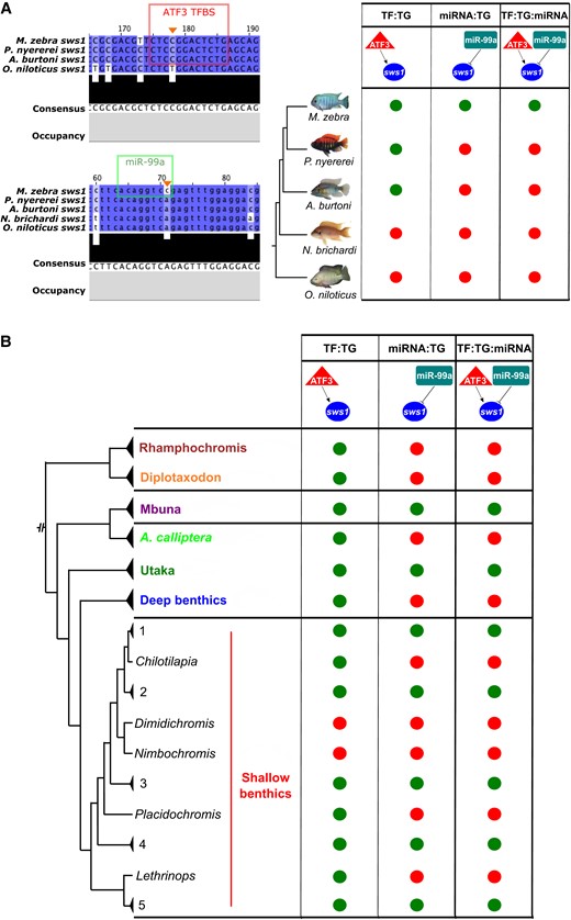 Evolution of the ATF3:sws1:miR-99a three-node motif in the five cichlids and Lake Malawi species. (A) On the top left, ATF3 motif prediction in M. zebra, P. nyererei, and A. burtoni sws1 gene promoter (red box) and substitution demarcated in O. niloticus sws1 gene promoter (orange arrow). On the bottom left, miR-99a-binding site prediction in M. zebra sws1 3′-UTR (green box) and substitution demarcated in P. nyererei, A. burtoni, N. brichardi, and O. niloticus sws1 3′-UTR (orange arrow). According to these predicted sites, evolution of the ATF3:sws1:miR-99a three-node motif in the five cichlid phylogeny is depicted based on presence (green circle) and absence (red circle). (B) Simplified presence (green circle) and absence (red circle) of the ATF3:sws1:miR-99a three-node motif in Lake Malawi species based on SNP genotypes overlapping ATF3 TFBS and miR-99a-binding sites in M. zebra sws1 gene promoter and 3′-UTR (orange arrows, A). Lake Malawi phylogeny reproduced from published ASTRAL phylogeny (Malinsky et al. 2018). Phylogenetic branches labelled with genus, species, or clade identifiers. Within the shallow benthics, species within some clades are summarized by numbers: 1 = Hemitaeniochromis, Protomelas; 2 = Hemitilapia, Otopharnyx, Mylochromis; 3 = Champsochromis, Tyrannochromis, Trematocranus, Otopharnyx, Mylochromis, Stigmatochromis, Taeniochromis, Buccochromis, Ctenopharynx; 4 = Mylochromis; 5 = Taeniolethrinops. Expanded genotype, phenotype, and ecotype phylogeny in supplementary figures S16 and S17, Supplementary Material online.
