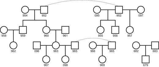 Pedigree of sequenced individuals. The 22 total individuals sequenced form 11 separate trios for mutation analysis. Whole blood was sampled from the 19 individuals in the larger pedigree, whereas cultured fibroblasts were sampled from the three individuals in the standalone trio. Dashed lines connect identical individuals in the pedigree.