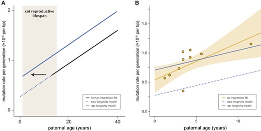 Mutation rates increase with paternal age. (A) The predicted per-generation mutation rate in the domestic cat based on human data (regression fit) using the reproductive longevity model and the total longevity model. (B) The per-generation mutation rate increases with paternal age in the domestic cat; each point represents mutation data from one trio. Fit line shows regression under a Poisson model with the 95% CI shaded. The reproductive longevity model provides a much better fit to the observed pattern with age (t-test of residuals; P = 0.0002).