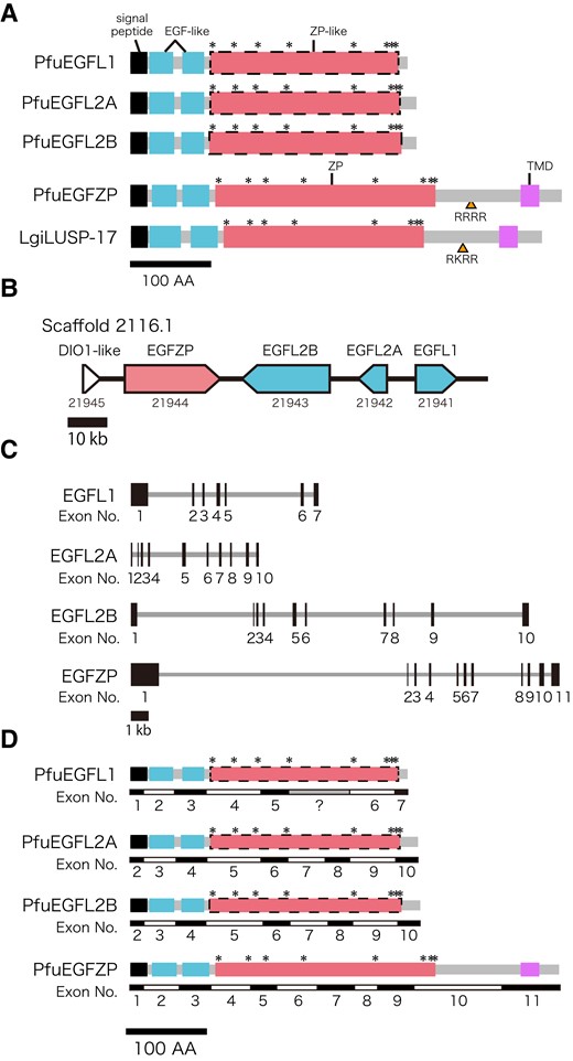 Schematic representation of EGFL and EGFZP proteins. (A) Three EGFL proteins of Pinctada fucata (PfuEGFL1, 2A, and 2B) consist of a signal peptide (black box), two EGF-like domains, and one ZP-like domain. EGFZP proteins of P. fucata (PfuEGFZP) and Lottia gigantea (LUSP-17) are similar to EGFL proteins of P. fucata. However, they undoubtedly have one ZP domain and an additional TMD in their C-termini. Yellow arrowheads indicate the potential cleavage sites by furin enzyme (amino acid sequences are "RRRR" and "RKRR"). The Asterisks indicate the conserved Cys residues. (B, C) Genomic organization of EGFL and EGFZP in P. fucata. Arrows indicate the direction of the transcript (B), and black boxes represent exons (C). (D) The boundary of exons of EGFL and EGFZP. Black, blue, red, and pink boxes indicate signal peptide, EGF-like domain, ZP domain, and transmembrane, respectively. Asterisks indicate conserved cysytein residues. Gray box in the exon structure of PfuEGFL1 indicate the missing coding region in genome data (poly-N part). DIO1-like, type I iodothyronine deiodinase-like.
