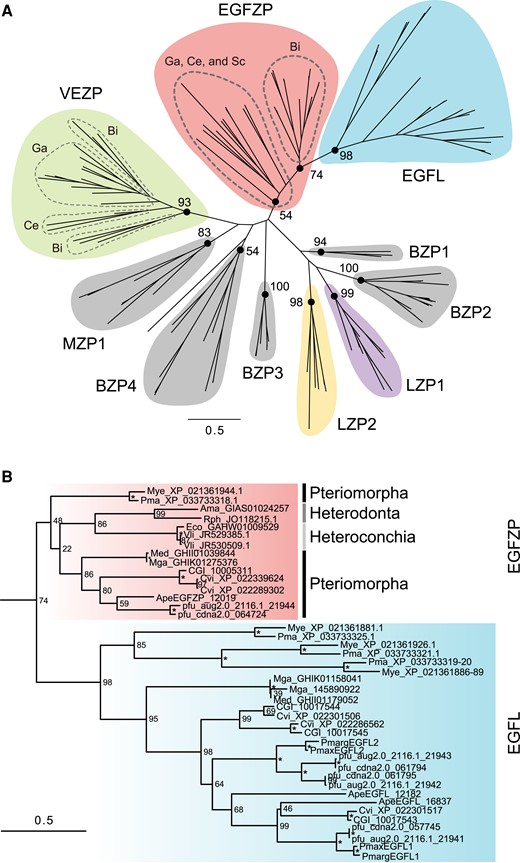 Molecular phylogeny of molluscan ZP proteins. (A) The maximum likelihood tree was inferred from 137 ZP proteins sequences under the WAG + Г model (196 positions, 1000 bootstrap replicates). Branch lengths are proportional to the expected number of substitutions per site, as indicated by the scale bar. Numbers on nodes indicate the bootstrap values. (B) Details of the clade contain EGFZP and EGFL proteins in bivalves in (A). Asterisks indicate 100% bootstrap support. Ama, Archivesica marissinica; Ape, Atrina pectinata; Bi, Bivalvia; BZP, Bivalve ZP protein; Ce, Cephalopoda; CGI, Crassostrea gigas; Cvi, Crassostrea virginica; Eco, Elliptio complanata; Ga, Gastropoda; LZP, lophotrochozoan ZP protein; Med, Mytilus edulis; Mga, Mytilus galloprovincialis; Mye, Mizuhopecten yessoensis; MZP, molluscan ZP protein; Obi, Octopus bimaculoides; Ovu, Octopus vulgaris; Pfu, Pinctada fucata. Pmarg, Pinctada margaritifera; Pmax, Pinctada maxima; Pma, Pecten maximus; Rph, Ruditapes philippinarum; Sc, Scaphopoda; Vli, Villosa lienosa; VEZP, Viteline envelope ZP protein.