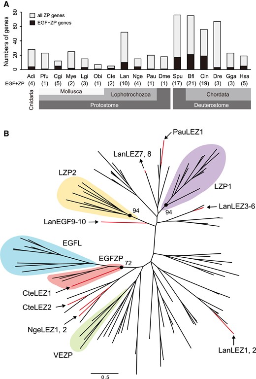 Evolution of EGF-like and ZP domains-containing proteins in animals. (A) Numbers of EGF-like and/or ZP domains-containing genes in 17 animal genomes. Numbers indicate the number of both EGF-like and ZP domains-containing genes (EGF + ZP). Adi, Acropora digitifera; Bfl, Branchiostoma floridae; Cgi, Crassostrea gigas; Cin, Ciona intestinalis; Cte, Capitella teleta; Dme, Drosophila melanogaster; Dre, Danio rerio; Gga, Gallus gallus; Hsa, Homo sapiens; Lan, Lingula anatina; Lgi, Lottia gigantea; Mye, Mizuhopecten yessoensis; Nge, Notospermus geniculatus; Obi, Octopus bimaculoides; Pau, Phoronis australis; Pfu, Pinctada fucata; Spu, Strongylocentrotus purpuratus. (B) Molecular phylogeny of lophotrochozoan ZP proteins. The maximum likelihood tree was inferred from 128 ZP proteins sequences under the WAG + Z model (221 positions, 1000 bootstrap replicates). Branch lengths are proportional to the expected number of substitutions per site, as indicated by the scale bar. Red lines indicate ZP proteins with EGF-like domains in four lophotrochozoans (C. teleta, L. anatina, N. geniculatus, and P. australis). Domain structures of these proteins are shown in supplementary fig. S3, Supplementary Material online. LEZ, lophotrochozoan EGF-like and ZP domains-containing protein; LZP, lophotrochozoan ZP protein; VEZP, Viteline envelope ZP protein.