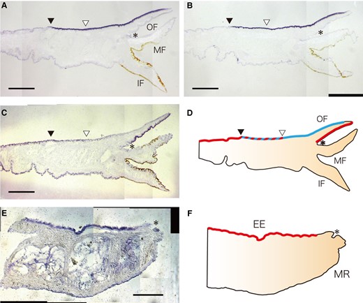 Spatial expression patterns of EGFL and EGFZP genes in the mantle tissue. (A–C) Expression of PfuEGFL1 (A), PfuEGFL2A (B), and PfuEGFZP (C) in the mantle epithelium of P. fucata. Scale bar, 500 µm. (D) Schematic representation of these expression patterns in the mantle epithelium. Red and blue colors indicate the specific expression regions of PfuEGFZP and PfuEGFLs, respectively. Black and white arrowheads indicate the end of the expression region of PfuEGFLs and PfuEGFZP, respectively. The asterisk indicates the periostracal groove. (E) Expression of NfuEGFZP in the mantle epithelium of N. fuscoviridis. Scale bar, 200 µm. (F) Schematic representation of NfuEGFZP in the mantle epithelium. Red color indicates the expression regions of NfuEGFZP. The asterisk indicates the periostracal groove. EE, external epithelium; IF, inner fold; MF, middle fold; MR, mantle rim; OF, outer fold.