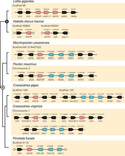 Genomic arrangement of EGFL and EGFZP genes in mollusks. Arrangement of EGFL and EGFZP genes among two gastropods (Lottia gigantea and Haliotis discus hannai) and five bivalves (Mizuhopecten yessoensis, Pecten maximus, Crassostrea gigas, C. virginica, and Pinctada fucata). Arrows indicate the direction of the transcripts. White circles indicate the end of the scaffolds. B, bivalves; DIO1-like, type I iodothyronine deiodinase-like; EDP, EGF-like domain containing protein; G, gastropods; Mal1: molybdenum cofactor sulfurase; NPSR1, neuropeptide S receptor; SMOX, Spermine oxidase; SULT1, sulfotransferase 1; TUT1, speckle targeted PIP5K1A-regulated poly(A) polymerase-like.