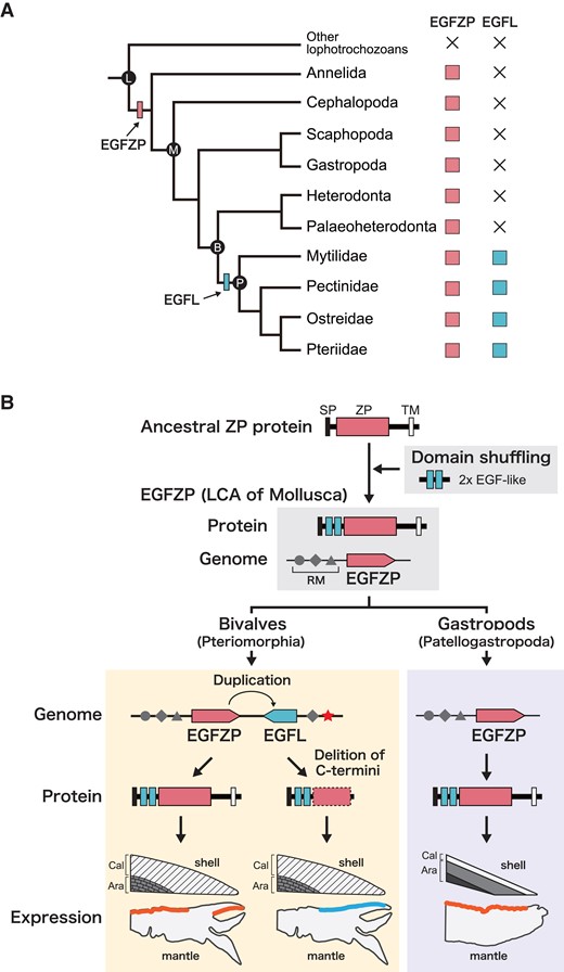 Evolutionary scenario of EGFL and EGFZP genes in mollusks. (A) Reconstructions of evolution of EGFZP and EGFL in four Pteriomorph families Pectinidae, Mytilidae, Osteridae, and Pteriidae. EGFL gene evolved by a gene duplication of EGFZP gene in the last common ancestor (LCA) of bivalves or LCA of the four Pteriomorph families Pectinidae, Mytilidae, Osteridae, and Pteriidae. B, Bivalvia; L, Lophotrochozoa; M, Mollusca; P, Pteriomorphia. (B) The hypothesis of EGFL evolution by neo-functionalization. LCA of Mollusca have evolved EGFZP gene by domain shuffling. Partial gene duplication of EGFZP probably occurred in tandem in bivalves, and the EGFL gene evolved without the transmembrane domain in the C-termini. Then, a mutation occurred in the gene regulatory region of EGFL gene (star), and changed the expression pattern of EGFL gene in the mantle epithelium. These genetic changes made it possible for the novel gene EGFL to remain in the genome and to acquire the novel function of the calcitic shell mineralization. In the gastropods, EGFZP gene expressed in the mantle epithelium except for the most outer part that is likely involved in the calcite layer formation. Ara, aragonitic shell; Cal, calcitic shell; RM, regulatory motif; SP, signal peptide; TM, transmembrane.