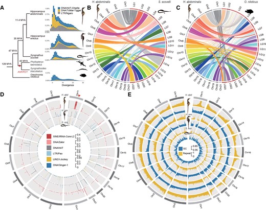 Chromosome evolution and repeat landscapes of seahorse and Gulf pipefish species. (A) Phylogenetic tree showing estimated times of appearance (Kumar, et al. 2017) of Syngnathidae species, with the Nile tilapia (Oreochromis niloticus) as an outgroup. The dot labels the node corresponding to the time of the previously reported duplication creating the putatively sex-determining gene AMHR2Y specific to the two outgroup species to seahorses, Phyllopteryx taeniolatus and Syngnathus biaculeatus (Supplementary Table S1, see main text). The distributions of sequence divergence from the consensus sequences of the repeat families that have expanded in the two studied seahorse species are also shown. The Y-axis represents the genome-wide percentages of repeat families with different divergence values. DNA transposons hAT-Charlie and TcMar-Tigger, as well as LTR Ngaro families have expanded in Hippocampus abdominalis, compared with Hippocampus erectus, Syngnathus scovelli, and O. niloticus. The divergence times of these species are labeled on the cladogram at the left of the repeat landscapes. (B and C) Chromosome synteny between H. abdominalis and two other teleosts: Gulf pipefish (S. scovelli) and Nile tilapia (O. niloticus). Whole genome alignments suggest that most chromosomes of S. scovelli and O. niloticus have one-to-one homologous relationships with those of H. abdominalis except for Chr11. (D) Percentage of candidate centromeric repeats in H. abdominalis, H. erectus, and S. scovelli, shown in the 5 kb sliding window. Candidate centromeric repeats in different species are shown in different tracks. A triangle indicates the putative fusion site of Chr11 in H. abdominalis, which corresponds to two homologous chromosomes in the other two teleosts. (E) GC and overall repeat content of H. abdominalis, H. erectus, and S. scovelli (calculated in each 50 kb sliding window).