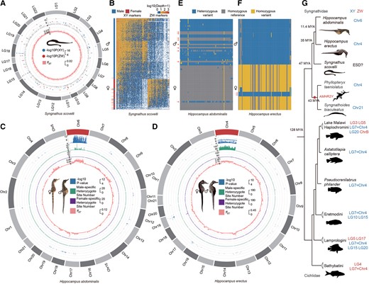Independent evolution of sex-linked regions of Syngnathid species. (A) Sex-associated RAD markers in Syngnathus scovelli. Markers significantly associated with sex are labeled based on male or female heterogamety in the outer track of the circos plot. FST values between males and females are shown in the inner track. Neither suggests a sex chromosome. (B) Heatmap showing individual sequencing depth for all markers present in at least five S. scovelli individuals. Each column corresponds to a marker, and each row corresponds to one male or female individual. Males and females cluster in separate groups, except for 1 female and 19 male outliers marked by arrows. (C and D) Sex-linked regions of Hippocampus abdominalis and Hippocampus erectus. The figure shows various metrics calculated in 50 kb sliding windows across each chromosome, with the first tracks for the –log10 P-values of GWAS tests shown (for sex-associated SNPs with P < 10−4 in H. abdominalis and H. erectus), and the second tracks for the numbers of sites that are heterozygous in males and homozygous in females after excluding the possible sex-reversed individuals, while the third tracks show the sites that are heterozygous in females and homozygous in males, and the innermost tracks show the mean FST value between the sexes. Both the GWAS results and increased FST values suggest Y-linked regions occupying large parts of the H. abdominalis chromosome 6 and the H. erectus chromosome 4. (E and F) Genotypes of the 100 most strongly associated SNPs with sex in the GWAS analyses of H. abdominalis and H. erectus (ranked by their P-values). Each row corresponds to one male or female individual, and each column corresponds to a SNP within the sex-linked region. In both species, males were mostly heterozygous and females were mostly homozygous at these sites, indicating male heterogamety. Individuals with the inferred genotype of the opposite sex at all these sites are indicated by arrows. (G) Phylogenetic tree and sex chromosome of Syngnathidae and the more distant outgroup Cichlidae species. Sex chromosomes of Syngnathidae and Cichlidae species are colored to indicate XY (blue) and ZW (red) sex-determining systems.