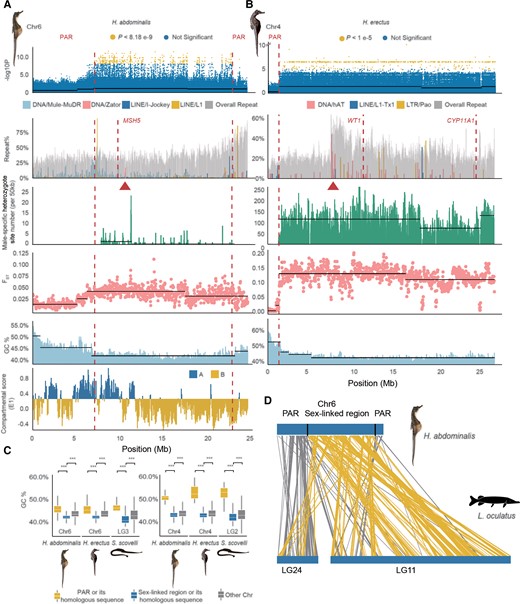 Repeat and putative recombination landscapes at the seahorse sex-linked regions. (A) Part of the sex-linked region inferred on the Hippocampus abdominalis Chr6 (7.03–22.68 Mb). The first track shows the sex-associated SNPs identified by our GWAS; the second track shows the overall repeat content, with the inferred centromeric region (based on enrichment of the DNA element Zator, see fig. 1) labeled by a triangle, and the candidate sex–determining gene MSH5 indicated with a dashed line; the third track shows the numbers of sites per 50 kb that are heterozygous in males but homozygous in females, after excluding the possibly sexually reversed individuals; the fourth track shows the mean FST values between males and females in 50 kb windows, and the fifth track shows the GC content values; the last track shows the A/B or active/repressive compartment distribution inferred from Hi-C data. (B) Part of the sex-linked region of Hippocampus erectus Chr4 inferred based on a high density of sex-associated SNPs in our GWAS (1.28–26.1 Mb). The centromeric region was inferred from enrichment of the DNA element hAT (red triangle), and the candidate sex–determining genes WT1 and CYP11A1 are indicated by dashed lines. Dashed vertical lines also label the boundary between the putatively sex-linked regions and the PAR. Horizontal black lines indicate the different mean values of each quantity inferred by change-point analysis. (C) GC content of the HeChr4 and HaChr6 sex-linked regions. (D) Syntenic regions in HaChr6 of H. abdominalis and LG24 and Chr11 of Lepisosteus oculatus, the spotted gar. Homologous sequences located within the sex-linked region of H. abdominalis are shown with yellow lines, while gray lines show those in the PAR.