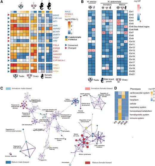 Evolution of sex-related genes associated with the independent sex chromosome evolution. (A) Heatmap showing the transcription patterns of putative sex-determining genes and gonad development genes in different tissues of Hippocampus abdominalis (blue) and Hippocampus erectus (yellow). Darker colors in the first row represent later developmental stages. Different intensities of blue indicate the number of days after fertilization (DAF), from 90 (light) to 150 (deep), while yellow intensities indicate later stages, 150 DAF (lightest), 210 DAF, 240 DAF (pregnant) and 240 DAF (post-pregnant, deepest). Gray boxes represent missing orthologs in H. erectus. Genes are labeled with different colors: blue for male-determining or testis development genes, red for female-determining or ovary development genes and yellow for genes with functions in both sexes. Blue triangles represent genes whose gonad transcription patterns are similar to those of their orthologs in the other seahorse or a teleost species, and red triangles represent genes whose gonad transcription patterns differ between the species. The suffix “−1” added to the gene name indicates that it has multiple copies in the genome. (B) Enrichment on different chromosomes of tissue-biased genes (relative to male muscle, brain, and kidney tissues) and male pouch-biased genes (relative to female abdominal skin). Heatmap showing the scaled log10 P-values of Fisher's tests for chromosomal enrichment. Chromosomes significantly enriched for genes with higher levels in pouch relative to other male tissues are labeled with asterisks (Fisher's Exact test, *P < 0.05, **P < 0.01). (C) GO enrichment of different categories of genes. Immature male-based: genes that have higher transcription levels in the immature (3 months old) than the mature (5 months old) pouch, and also than in the female abdominal skin at the same stage. Immature female-biased: genes that have a higher transcription level in the immature (3 months old) than the mature pouch (5 months old), but a higher transcription level in the female abdominal skin than the pouch etc. Each node represents one enriched GO term. Nodes of related GO functional terms are shown in similar colors, and the widths of the lines connecting the nodes indicate the similarity between the terms, while the node sizes represent the percentage of input genes belonging to each term. (D) Enrichment analysis of homologous mouse genes’ mutant phenotypes for different types of H. abdominalis genes, with a heatmap indicating the P-values of Bonferroni corrected Fisher's Exact tests. Immune system–related phenotypes were enriched in both immature and mature male-biased genes. IFB, immature female-biased; MFB, mature female-biased; IMB, immature male-biased; MMB, mature male-biased.