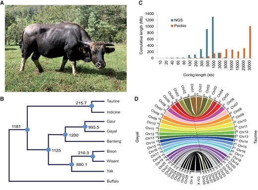 Genome assembly of gayal. (A) Gayal from Gaoligong Mountain, Yunnan, China. (B) Divergence time of bovine complex (in thousands of years, 95% confidence interval included) taken from our previous work (Wu et al. 2018). CI model: complete isolation model; IM model: isolation with migration model. (C) Sequence contig length distribution for genomes assembled from PacBio sequencing data and previous next-generation sequencing (NGS). (D) High-throughput Hi-C to anchor contigs to the 29 pseudochromosomes. Gene synteny between gayal and taurine genomes reveals a Robertsonian translocation, rob (2;28) in gayal.