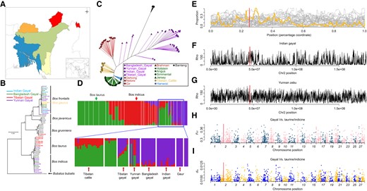 Population genomic analysis. (A) Geographical distribution of the gayal. (B) Phylogenetic tree constructed using mitochondrial genomes. (C) Neighbor-joining network built from an IBS distance matrix using autosomal SNPs. (D) ADMIXTURE analysis has best K = 3. Details are given in supplementary figure S9, Supplementary Material online. (E) Genetic introgression between gayal and taurine cattle; (F) recombination rate within zebu (indicine) of Yunnan, China; (G) recombination rate within Indian gayal; (H) FST distribution across the gayal/taurine genomes; and (I) dxy distribution across the gayal genomes. The red line denotes the core region of Rb.