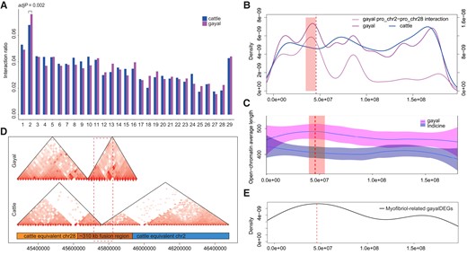 Architectural comparisons between gayal and taurine. (A) The ratio of intrachromosomal interactions over the entire gayal and taurine genomes, using the gayal genome as a reference. (B) Interaction density along gayal chr2. The right-hand axis represents the density of interactions crossing pro-chr2 and pro-chr28. The red dashed line denotes the fusion site. The light red rectangle denotes the 15 windows with top P value for studentized residuals. (C) Average length of open-chromatin state along gayal chr2. The red dashed line denotes the fusion site. The light red rectangle denotes the 5 windows with top P value for studentized residuals. (D) TAD spanning the fusion region. (E) Distribution of myofibril-associated gayal DEGs on gayal chr2.