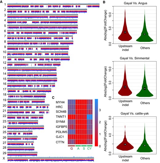 Analysis of SV. (A) Landscape of SV identified by comparing the gayal and taurine genomes. (B) Genes harboring upstream indels and exhibiting significantly greater expression differences in each comparison. (C) Heatmap of expression values of nine gayal DEGs with enrichment in muscle-associated categories, and harboring upstream indels. Expression values were transformed by log10(FPKM + 1). Capitals “G,” “A,” “S,” and “CY” represent gayal, Angus, Simmental, and cattle–yak hybrid, respectively.