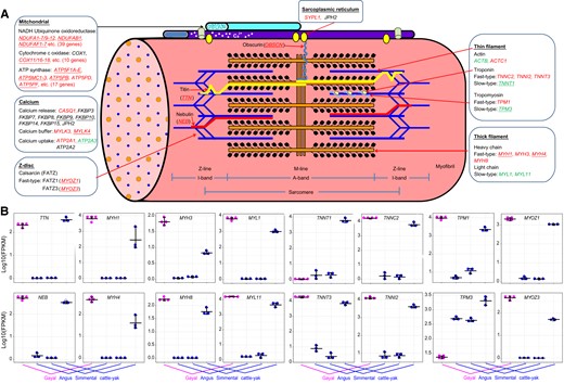 Evolution of genes associated with muscle fibers in the gayal. (A) Illustration of striated muscle sarcomeres. Molecular components that exist in multiple isoforms with differential distribution in fast- and slow-type fibers. Genes displaying higher expression specific in gayal muscle are marked in red; genes marked in green exhibit a lower expression level in the gayal. Underlined genes harbor SV. (B) Significant differential expression of genes in the longissimus dorsi muscle of gayal and other bovids.