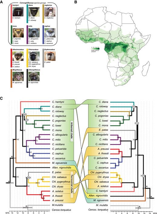 Taxonomy, species richness and mitonuclear discordances among guenons. (A) Taxonomic overview of the 22 species included in this study, shown according to genus and species groups. The color of the vertical bars corresponds to branch colors in (C). (B) Species richness/degree of sympatry for species included in this study, based on species distributions from IUCN (2022). (C) Astral species tree obtained from 3,346 autosomal gene trees (left) and maximum likelihood tree constructed with RaxML from complete mitochondrial genomes (right), with connectors highlighting phylogenetic discordances. Node annotations show branch quartet support (left) or bootstrap support (right), where this was <95%. Branches are colored based on genus/species groups as in (A). Tree topologies were estimated from all available samples (supplementary figs. S1 and S7, Supplementary Material online) and were subsequently pruned to a single sample per species prior to divergence date estimates with MCMCTree, applying fossil calibrations to the nodes annotated with asterisks. Nodes were rotated to aid visualization of mitonuclear discordances. Photo credit for (A): hamlyni: NRowe/alltheworldsprimates.org; diana, Chlorocebus: K. Guschanski; neglectus: M. D’haen; mona: S. Knauf; mitis: M. Mpongo & K. Detwiler; cephus: S. Crawford & K. Detwiler; Allochrocebus: T. Ukizintambara; Erythrocebus: T. Valkenburg; Miopithecus: P. Paixão; Allenopithecus: D. Sutherland.