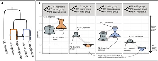 D-statistics and partitioned D-statistics. (A) Schematic overview of gene flow event A (Fig. 3), with branch colors corresponding to the partitions used to estimate private allele sharing. Solid black arrows show the inferred gene flow, and dashed gray lines show allele sharing inferred as “carryover” effects. (B) Four tests for excess allele sharing between the mona group, cephus group, mitis group, and C. neglectus, similar to the DFI, DOL, DIL, and DFO of the DFOIL test (Pease and Hahn 2015), respectively. Gray points and distributions show the D-statistics for all combinations of taxa from the respective groups as depicted in the panel header, with M. mulatta as outgroup, using all SNPs. Colored points and violin distributions show the D-statistics for the same trios (connected by gray lines) after removing sites with shared alleles between the cephus and mitis groups (orange, two leftmost panels) or Cercopithecus neglecus and the mona group (blue, two rightmost panels). Note that some D values turn negative after removing shared ancestral variation, which is an expected consequence of this method and should not be interpreted as excess allele sharing between P1 and P3 (Pease and Hahn 2015). Error bars show the lowest and highest D-statistic ±3 standard errors. Positive D-statistics that approaches zero or become negative after shared alleles are removed are interpreted as carryover effects, indicating directionality.