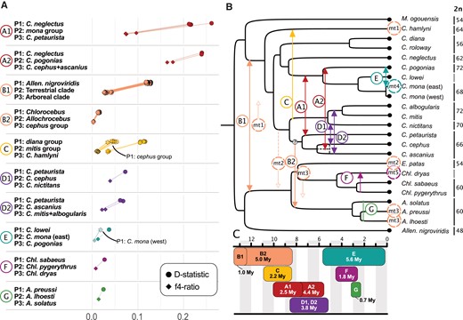 Excess allele sharing and gene flow events among guenons. (A) D-statistic (circles) and f4-ratios (diamonds) as estimated by Dsuite illustrating excess of allele sharing caused by the 7 identified gene flow events. The combinations of tested taxa are shown on the left (with M. mulatta as outgroup). Positive D-statistic values indicate gene flow between P3 and P2 taxa and are connected by lines to the f4-ratios that reflect the proportion of gene flow. The values were obtained for all possible members of the respective species groups, for which more than a single representative was available in our dataset. In events C and E, we observed decreasing D-statistics with more closely related P1 taxa (annotated as dashed shapes), indicating directionality from P2 into P3. (B) Schematic overview of the identified gene flow events. Arrows are shown where directionality could be inferred. Mitochondrial introgressions, accompanying nuclear gene flow between internal branches, are shown as dashed circles with an arrow. Dashed circles on tips highlight species that carry an introgressed mitochondrion, with circle color corresponding to the most likely introgression event. The donor in B2 was not fully resolved, as illustrated by the question mark, and the dashed line of the C. cephus/ascanius divergence illustrates the likely overestimate of this node's age (see main text). Where available, annotations to the right of species labels show the chromosome number of extant species. (C) Schematic overview of the minimum time since divergence at the time of introgression, based on the divergence time estimates. The divergence time estimate between the eastern and western populations of C. mona was retrieved from Ayoola et al. (2021).