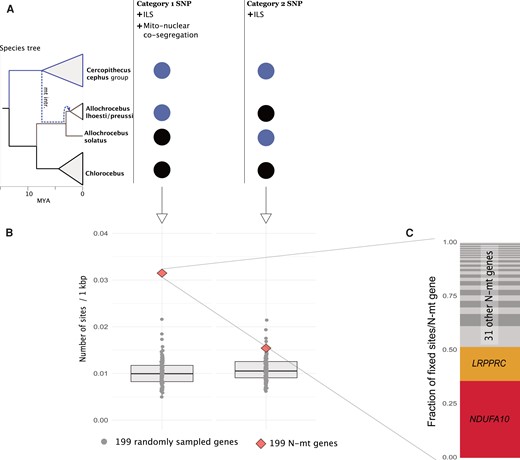 Prevalence of privately retained introgressed cephus group alleles in A. lhoesti/preussi and A. solatus in nuclear genes involved in mitochondrial functions (N-mt) compared with the genomic background. (A) Schematic overview of the 2 considered SNP categories. The dashed line in the species tree illustrates the mitochondrial introgression from the cephus group to the ancestral Allochrocebus branch, subsequently retained only in the A. lhoesti/preussi lineage. The circles illustrate the 2 categories of SNPs differentially fixed between the cephus group (light circles) and Chlorocebus (black circles): Category 1 groups A. lhoesti/preussi with cephus and can arise through ILS and mitonuclear cosegregation, whereas category 2 groups A. solatus with cephus and is expected only from ILS. (B) Number of SNPs per 1,000 base pairs of categories 1 and category 2 across 199 N-mt genes (red diamonds) and 100 samples of 199 other nuclear genes (gray dots). (C) Proportion of category 1 SNPs contributed by 33 N-mt genes with at least one such site, highlighting the identity of the 2 most important genes.