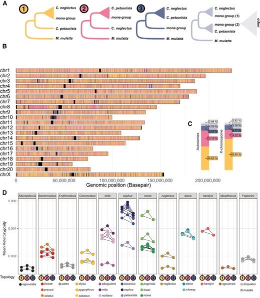 Distribution, prevalence and heterozygosity of introgressed genomic segments. (A) Five possible tree topologies obtained from 25 kb genomic windows for the introgression event A1 (Fig. 3), involving C. neglectus, mona, and cephus groups (here represented by C. petaurista), rooted with M. mulatta as outgroup. Tree 1 groups the lineages according to the species tree. Tree 2 groups the mona group species and C. petaurista monophyletically to the exclusion of C. neglectus and can be caused by ancestral introgression or ILS. Tree 3 places the C. petaurista with C. neglectus and is expected to be caused only by ILS. The remaining 2 trees (light blue and gray) represent more complex topologies, which could be caused by, e.g. more recent introgression or ILS. (B) The genomic location of the different tree topologies along the M. mulatta chromosomes, and (C) their relative abundance on the autosomes and the X-chromosome. Black blocks in (B) correspond to regions of the genome with insufficient information for inferences, frequently located around centromeres and telomeres. (D) Heterozygosity in windows corresponding to Tree 1, Tree 2, and Tree 3 topologies (shown as colored circles along the x axis) calculated for all samples and species. Connectors show significant within-sample differences in heterozygosity between tree topologies, as assessed by ANOVAs followed by post hoc Tukey's tests corrected for multiple testing.