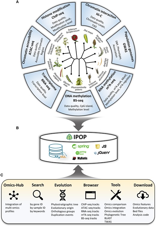 Overview of IPOP. A) Data resources included 7 types of omics data from 13 species. B) All data are stored in a MySQL relationship database with additional indexes. JavaScript and jQuery are used for front-end, and back-end programs are implemented with SpringBoot and MyBatis. C) Overview of the functional modules and usage of IPOP.