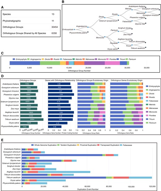 The main structure of evolutionary genomics modules. A) Basic information of the evolutionary genomics module. B) Phylostratigraphic tree. C) Number of orthogroups in each phylostratigraphic stage. D) Statistics of orthologous genes and groups in each species. E) Statistics of duplication events in each species.