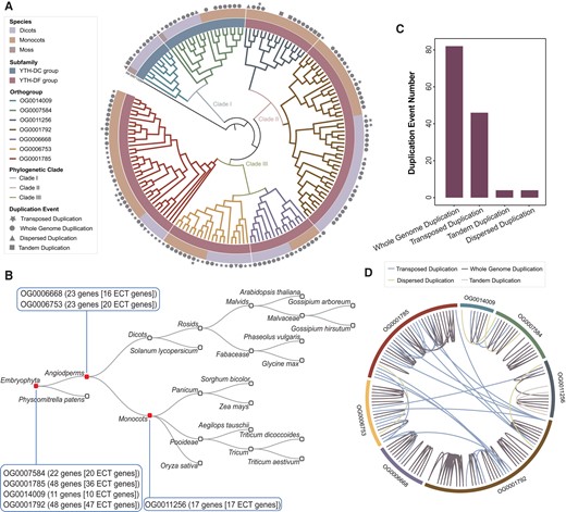 Evolutionary analysis of YTH domain gene family. A) Phylogenetic tree of YTH domain gene family, using Chondrus crispus gene XM_005713289 as outgroup. B) Statistics of gene duplication events in YTH domain gene family. C) Statistics of YTH domain gene number and phylostratigraphic stage for each orthogroup. D) Gene duplication relationships among orthogroups of YTH domain genes.