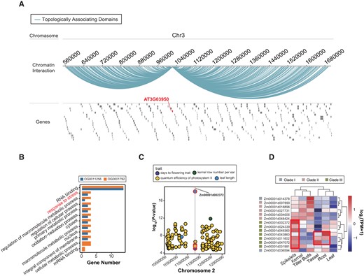 Function analysis of YTH domain gene family. A) Topologically associating domain related to the AT3G03950 gene of OG0001792. B) GO terms statistics of OG0011256 and OG0001792. C) Significant variants–trait associations. Points marked with red circles indicate variant–trait associations related to Zm00001d002372 gene in OG0001785. Gray lines indicate Zm00001d002372 gene location. D) Tissue-specific expression profiles of maize YTH domain genes.