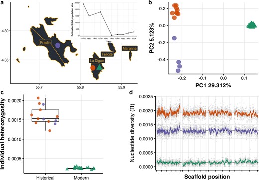 The Seychelles paradise flycatcher shows a massive loss of genome-wide diversity after population decline and despite its demographic recovery. a) Whole-genome sequencing from historical (over 130-yr-old—circles; La Digue and Praslin) and modern (triangles; La Digue) individuals. The inset shows the species’ recent demographic trajectory estimated by (Bristol et al. 2013) showing the dramatic population decline and subsequent recovery. b) Principal component analysis of historical and modern samples. c) On average, modern individuals have 6.4 times less observed heterozygosity than historical individuals. d) On average, the modern population has 10.9 times less nucleotide diversity than the historical populations, and diversity was lost uniformly through the genome (here we show the longest 4 scaffolds; the rest of the scaffolds can be found in supplementary fig. S14, Supplementary Material online). The reason for the lower π in Praslin is that pairwise nucleotide diversity is sensitive to the population sample size and the precision power gained from a larger sample size in La Digue; this effect is not seen in the individual average heterozygosity (panel c).